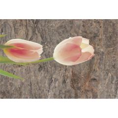 JUPITO TULIP DECOR