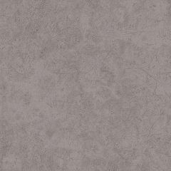 SANDY GREY ANT FL